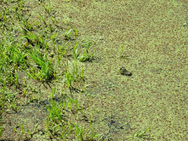 Picture of a Bullfrog in a swamp