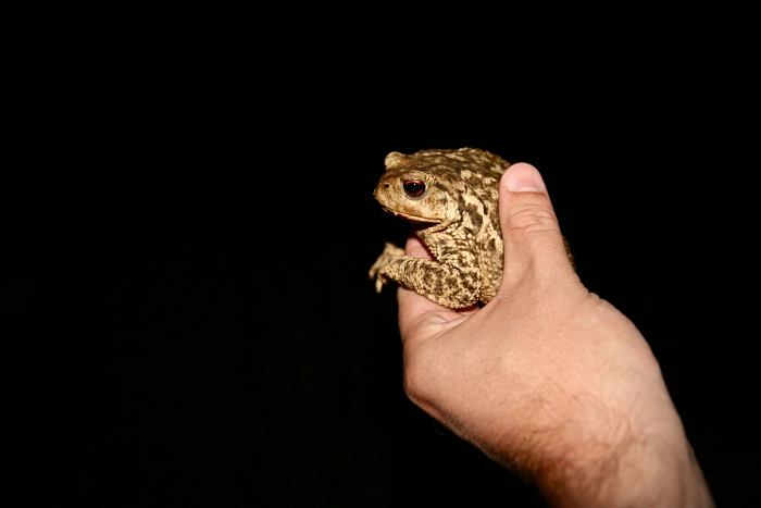 French toad
