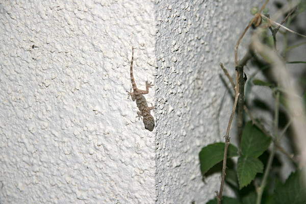 Baby Moorish gecko
