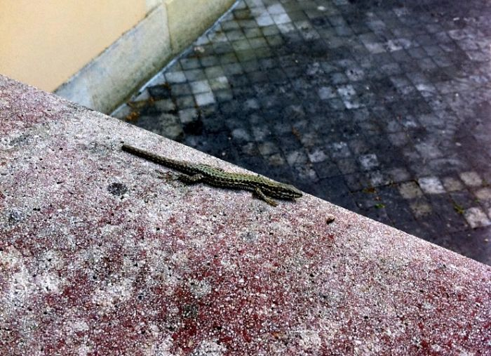 Common wall lizard in France