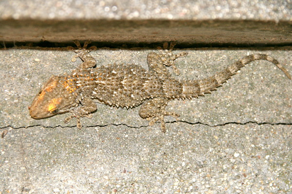 Moorish gecko in St. Tropez