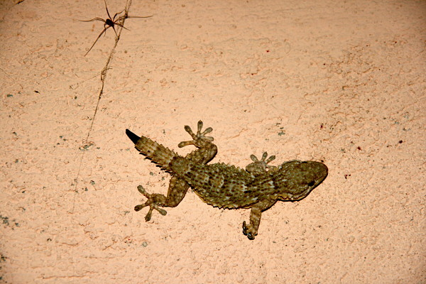Regenerating gecko tail