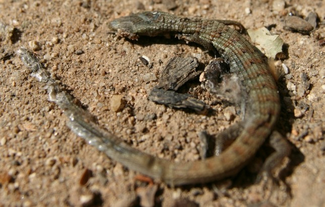 Picture of alligator lizard