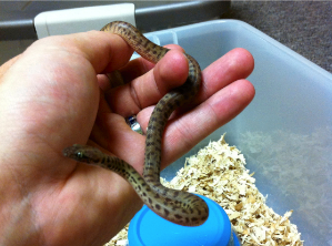 Children's python breeding project
